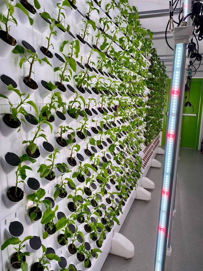 A modern vertical hydroponic system growing plants inside an urban facility with LED lighting.